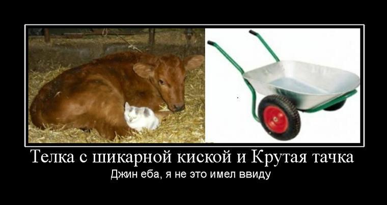 969658_telka-s-shikarnoj-kiskoj-i-krutaya-tachka (1).jpg
